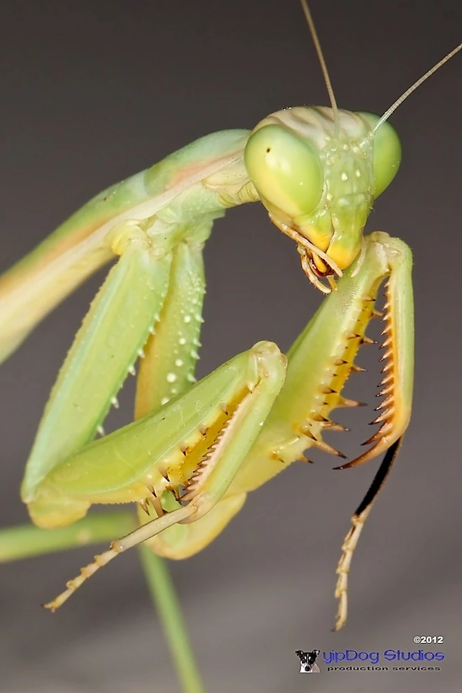 Praying Mantis