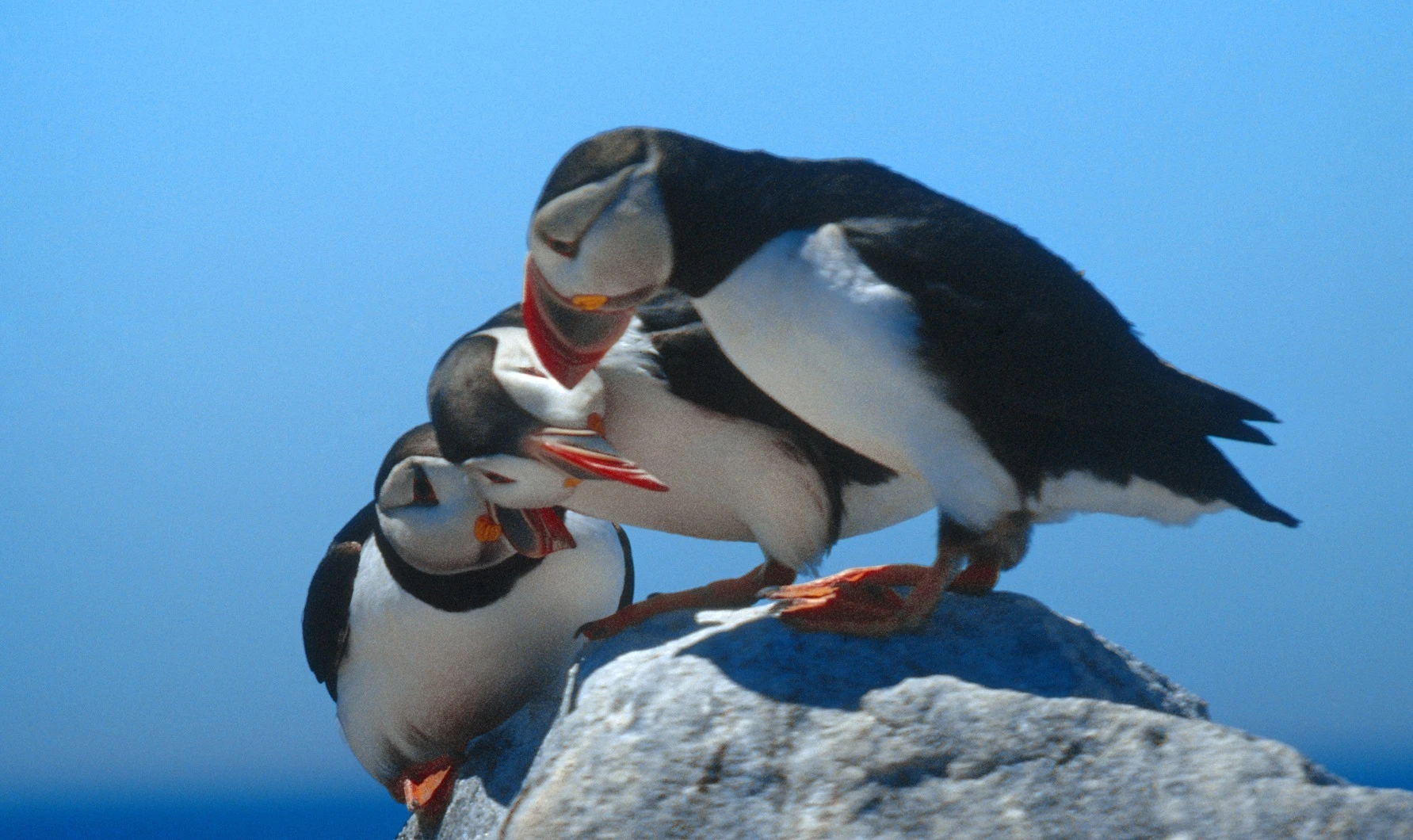 Puffins Discussin'