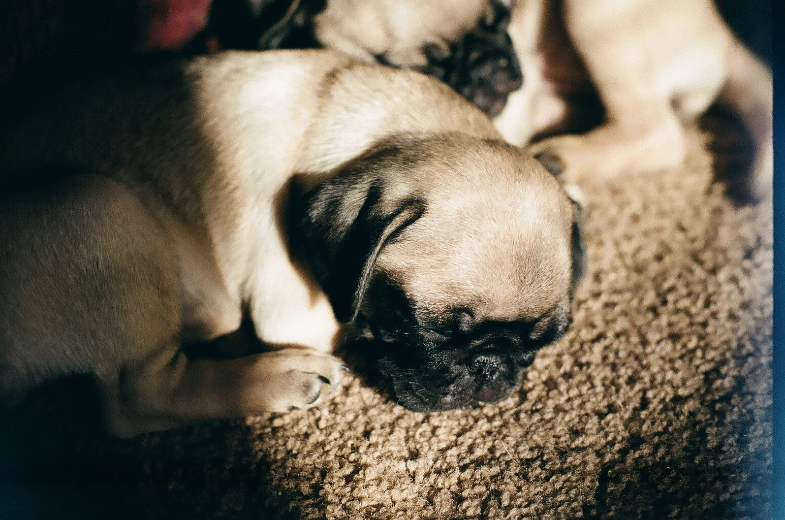 Pug Puppies
