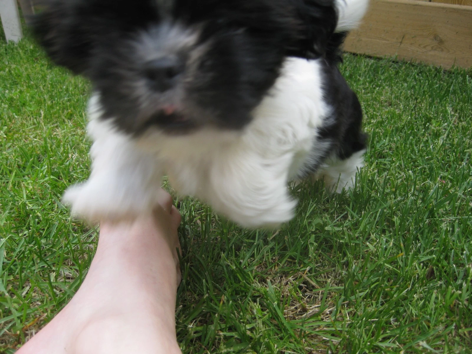 puppy in mid air
