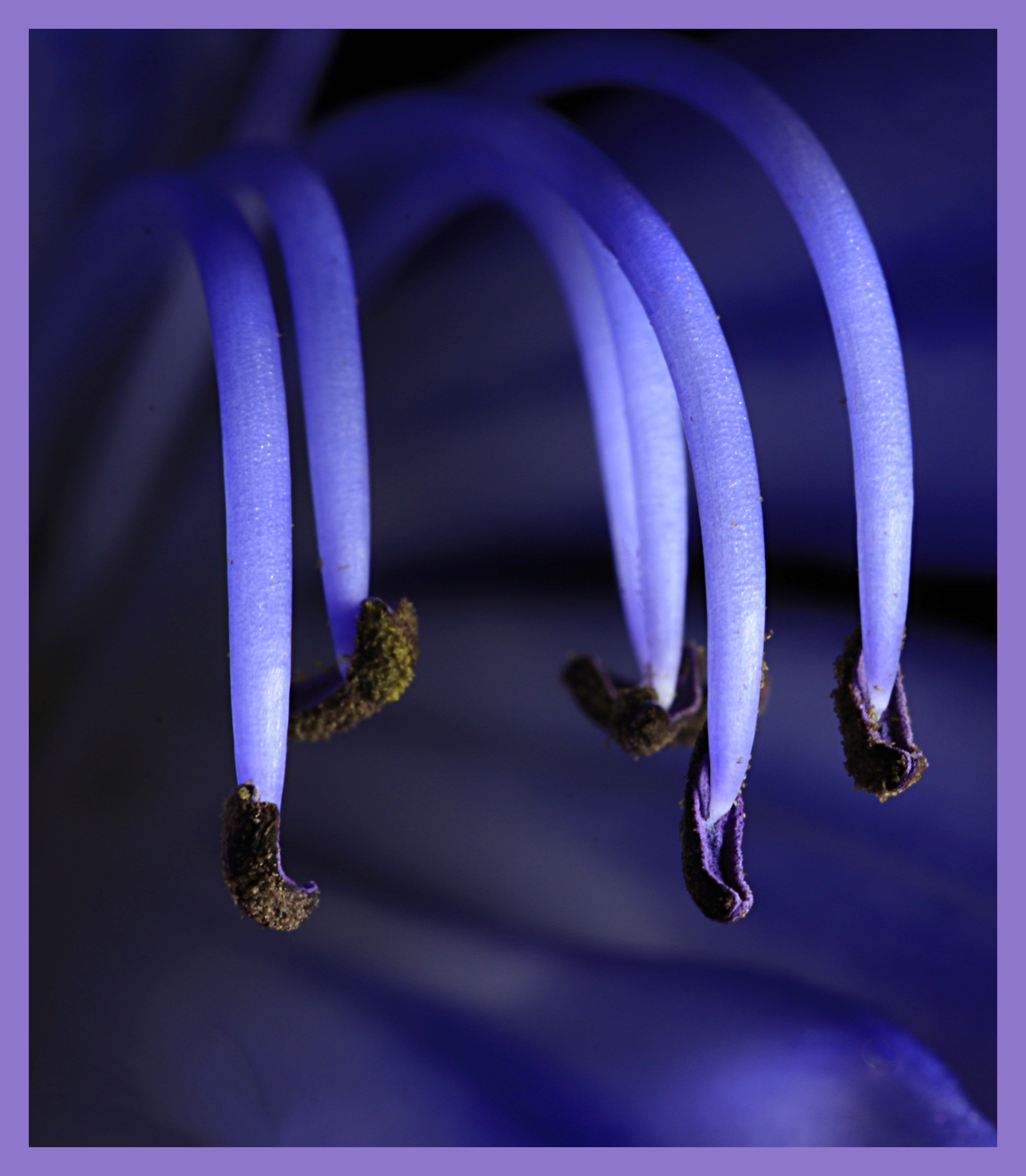 Purple Agapanthus Stamen