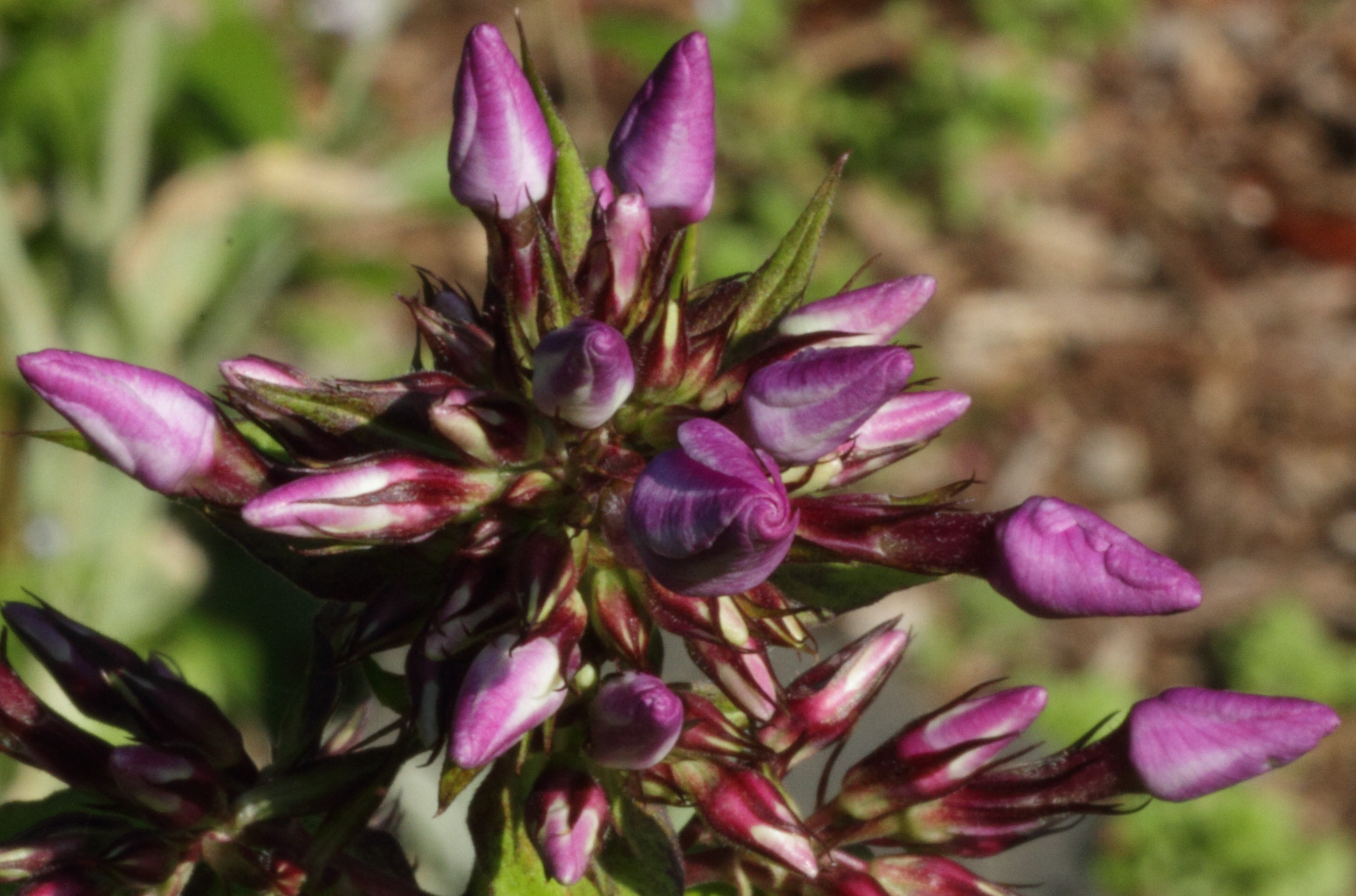 purple buds