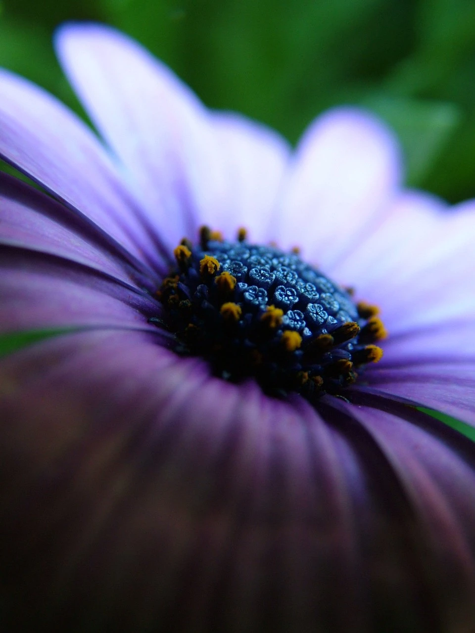 Purple Daize