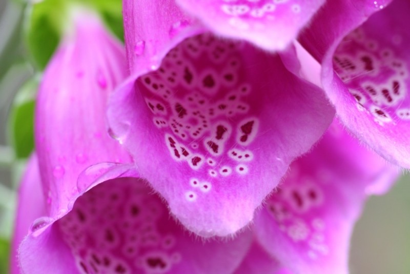 Purple Fox Gloves