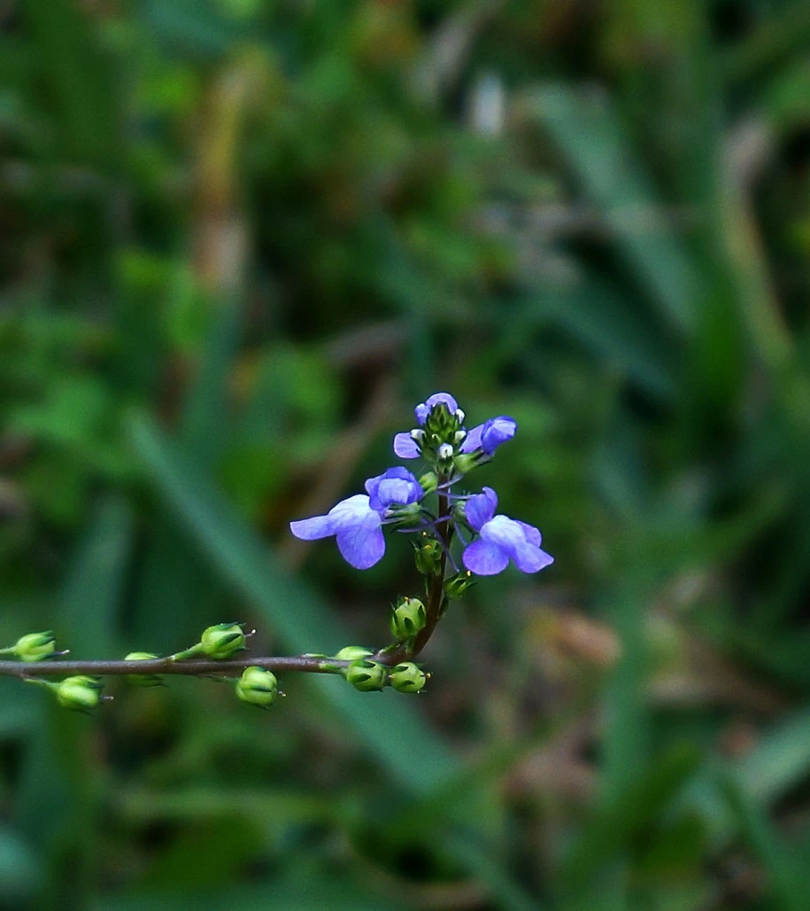 Purple Weed