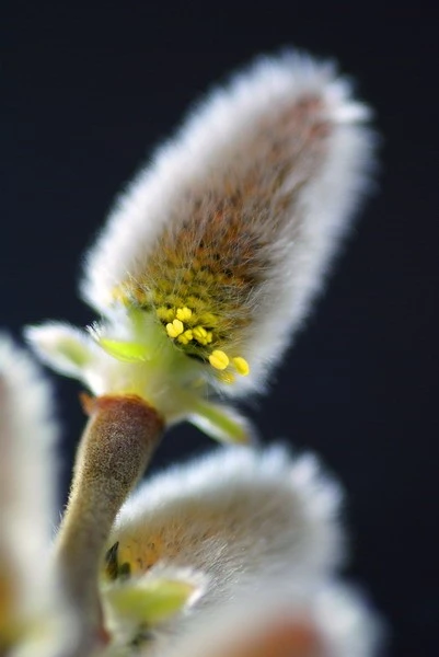 Pussy Willow (Salix discolor)