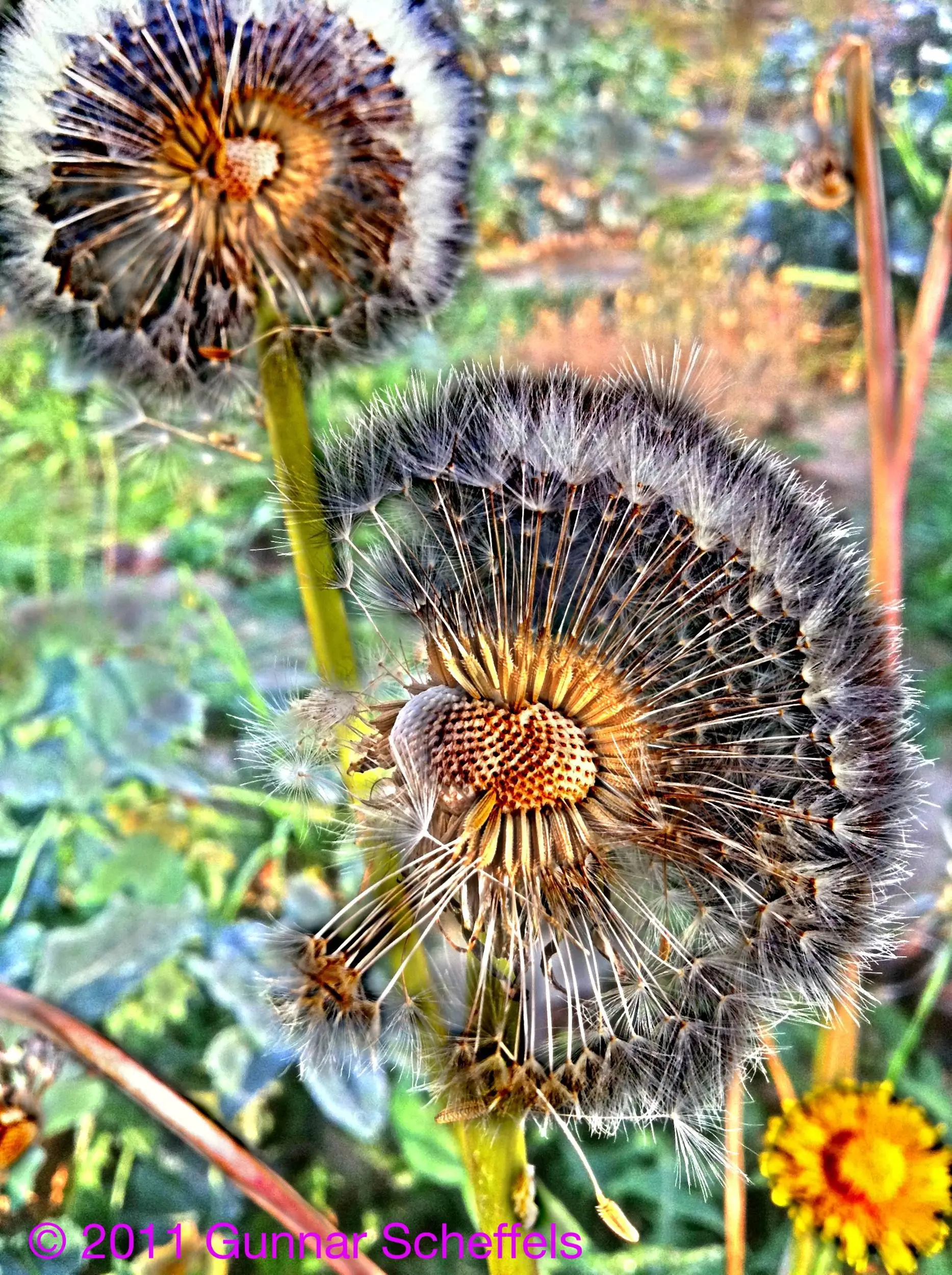 Pusteblume