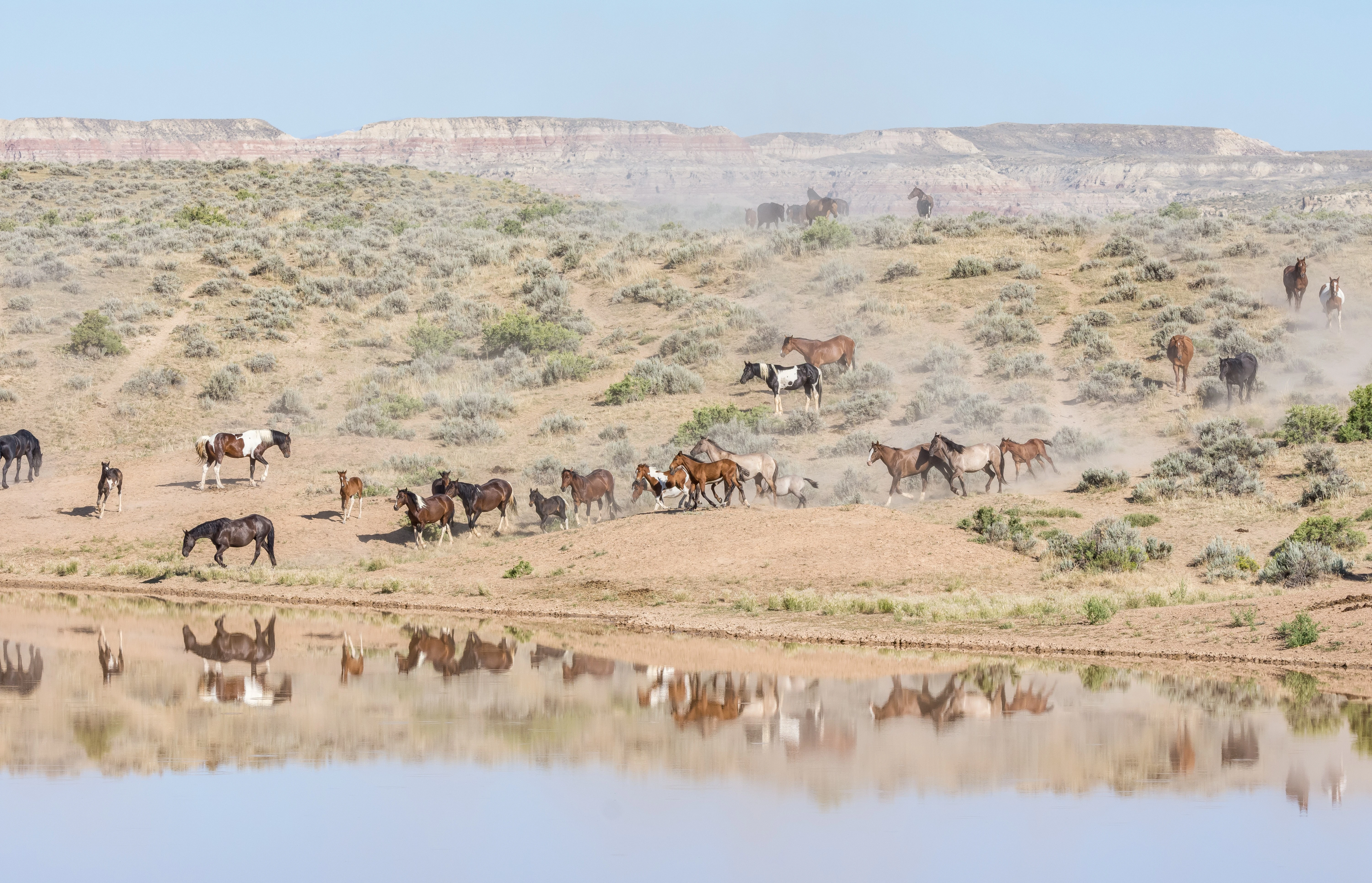 Race You Down to the Waterhole.jpg