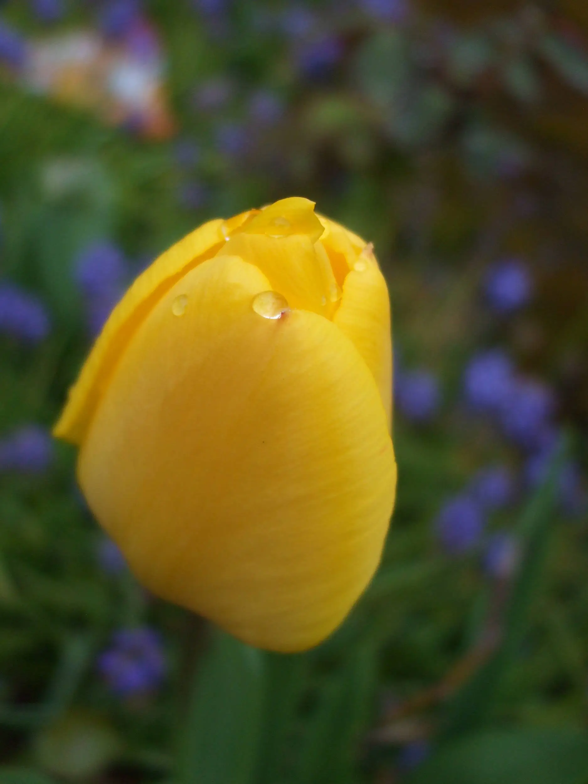Rain Drop