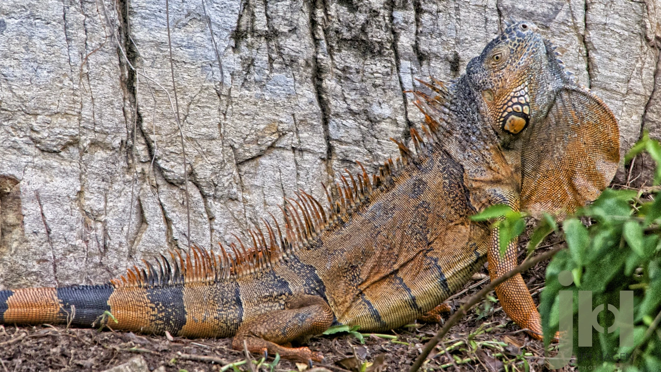 Rainforest host