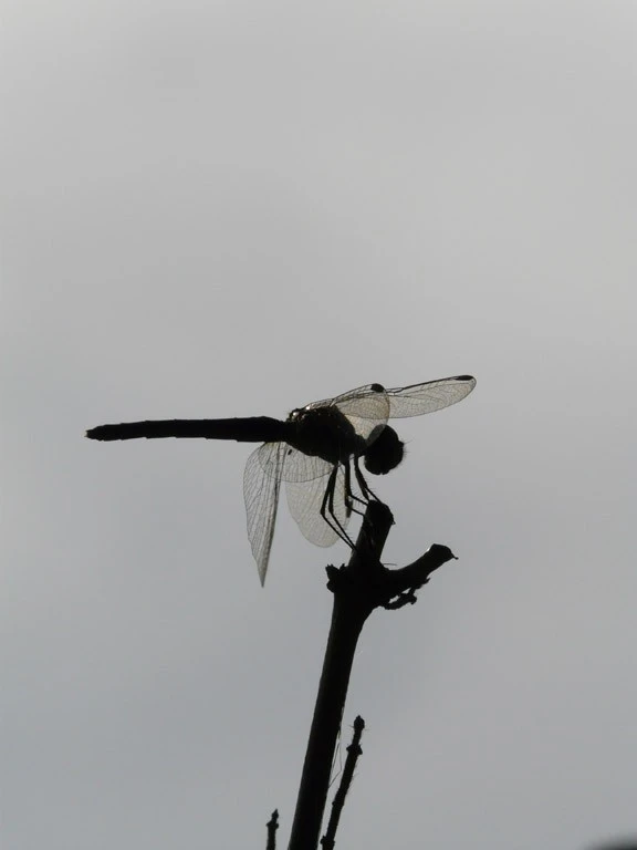 random photos