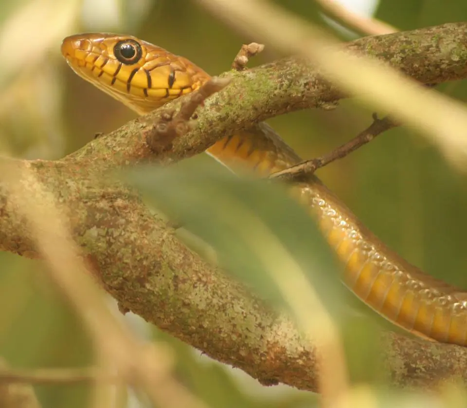 Ratsnake