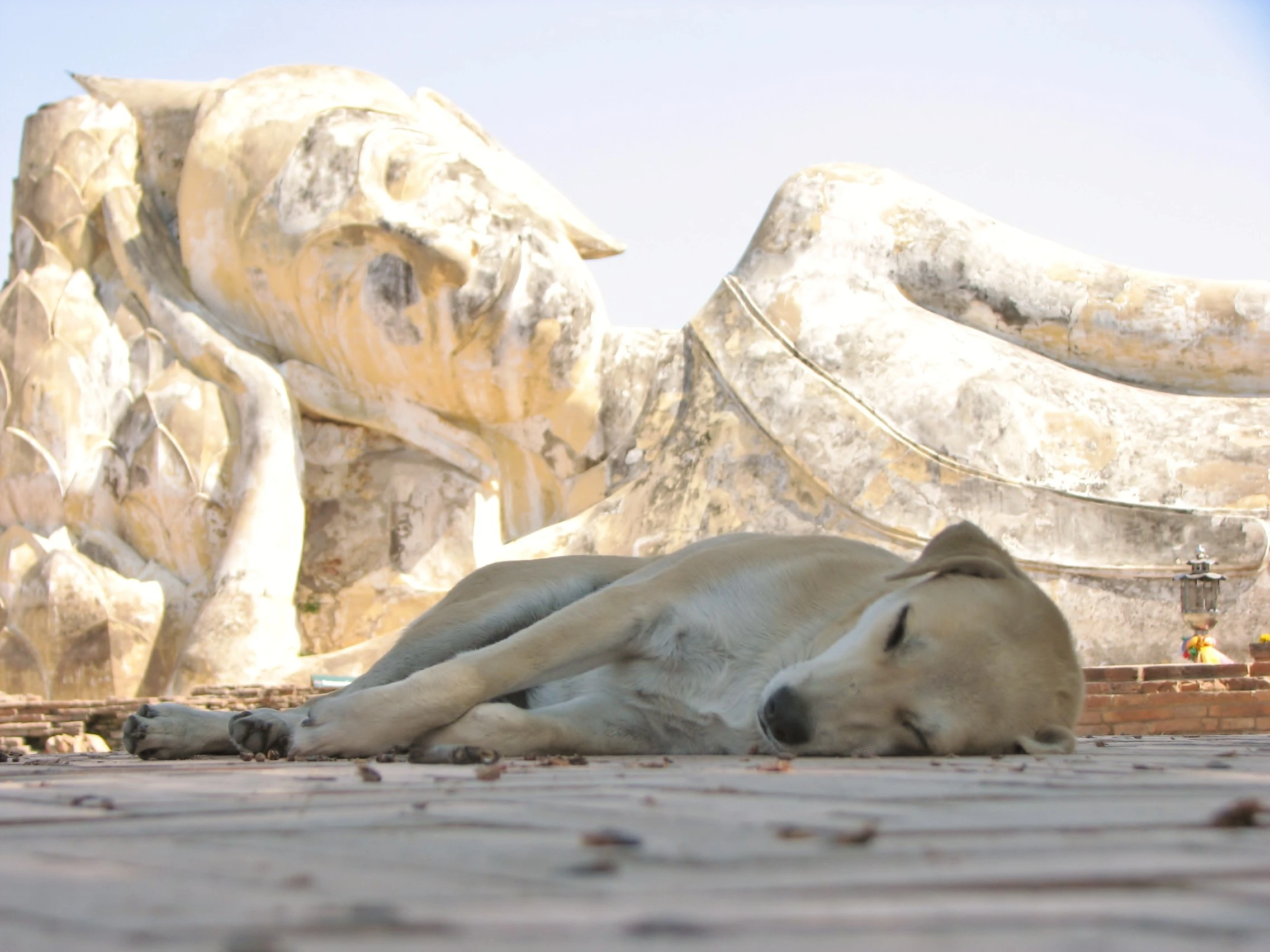 Reclining Dog, Reclining Buddha