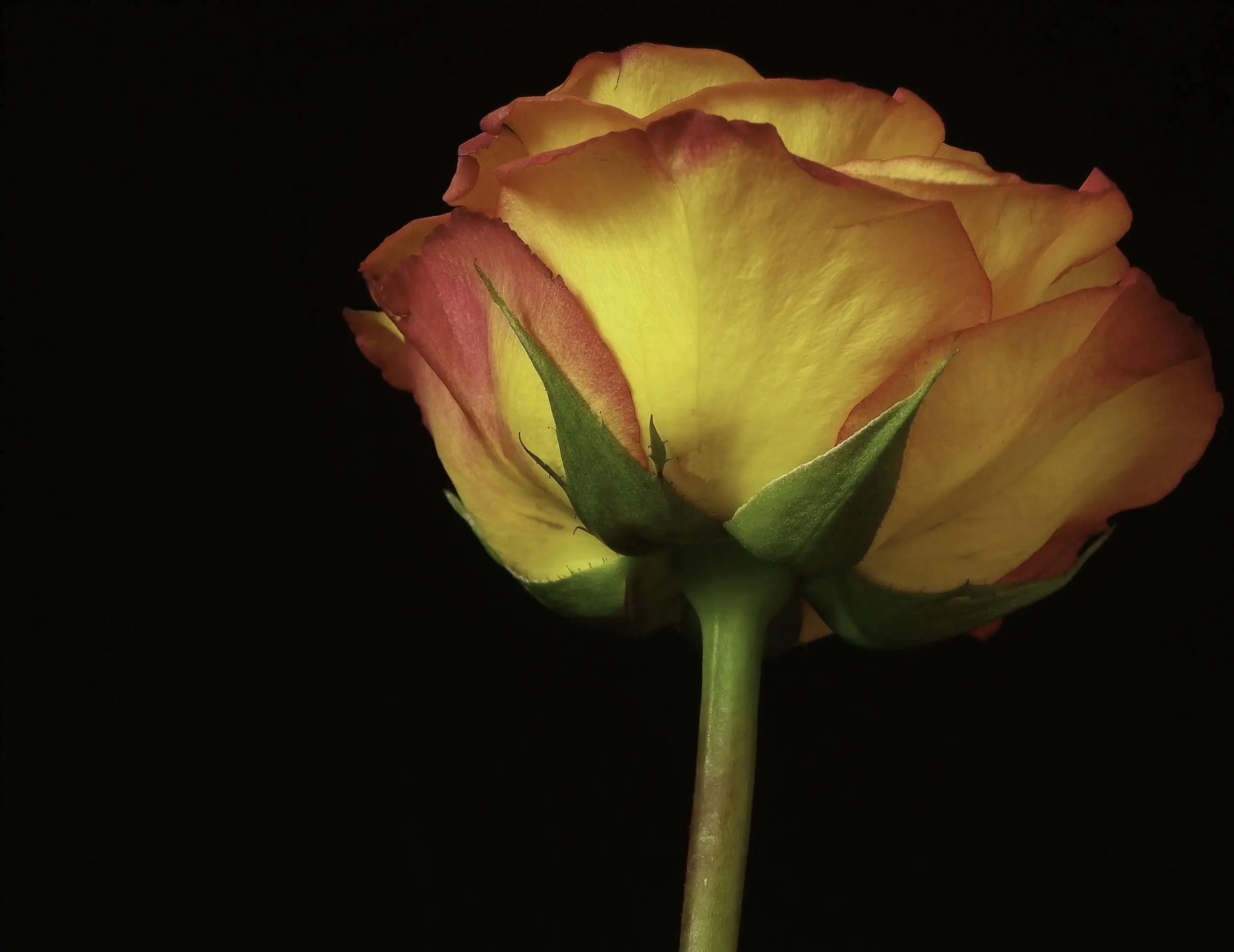 Red and Yellow Flower on Black background