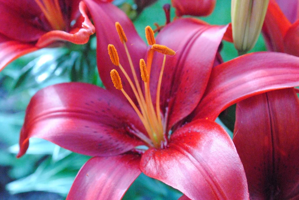 Red Asiatic Lilly