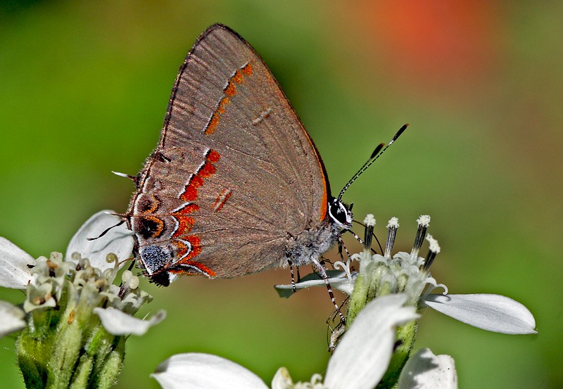 Red-banded Hairstreak