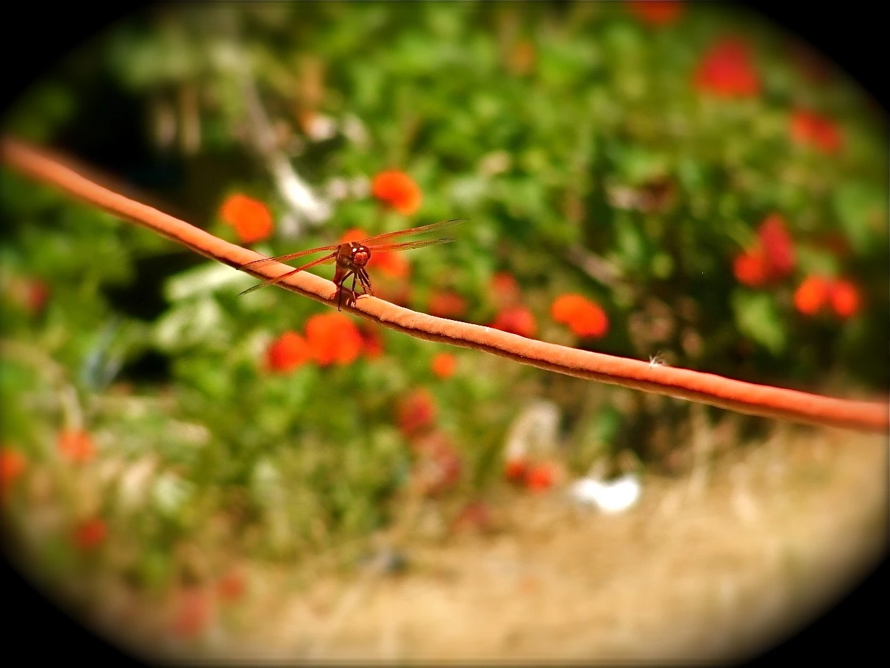 Red Dragonfly on cable the same color