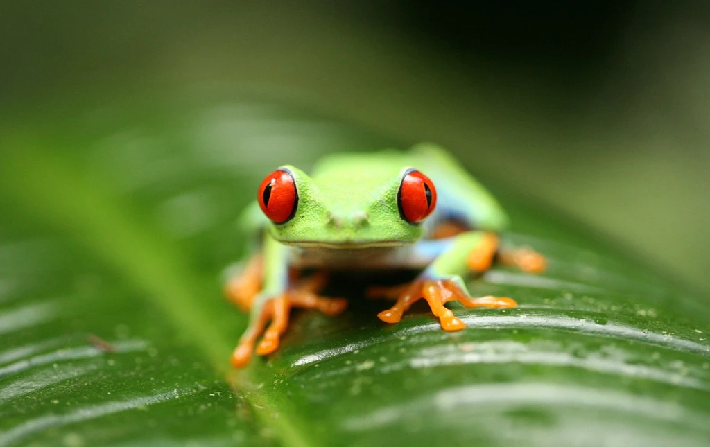 Red-eyed Tree Frog