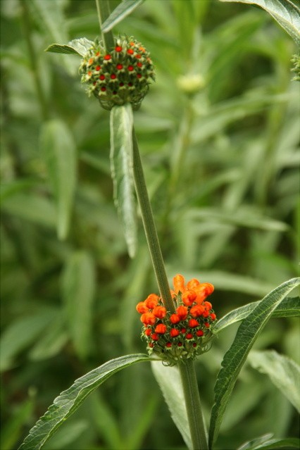 Red Flower