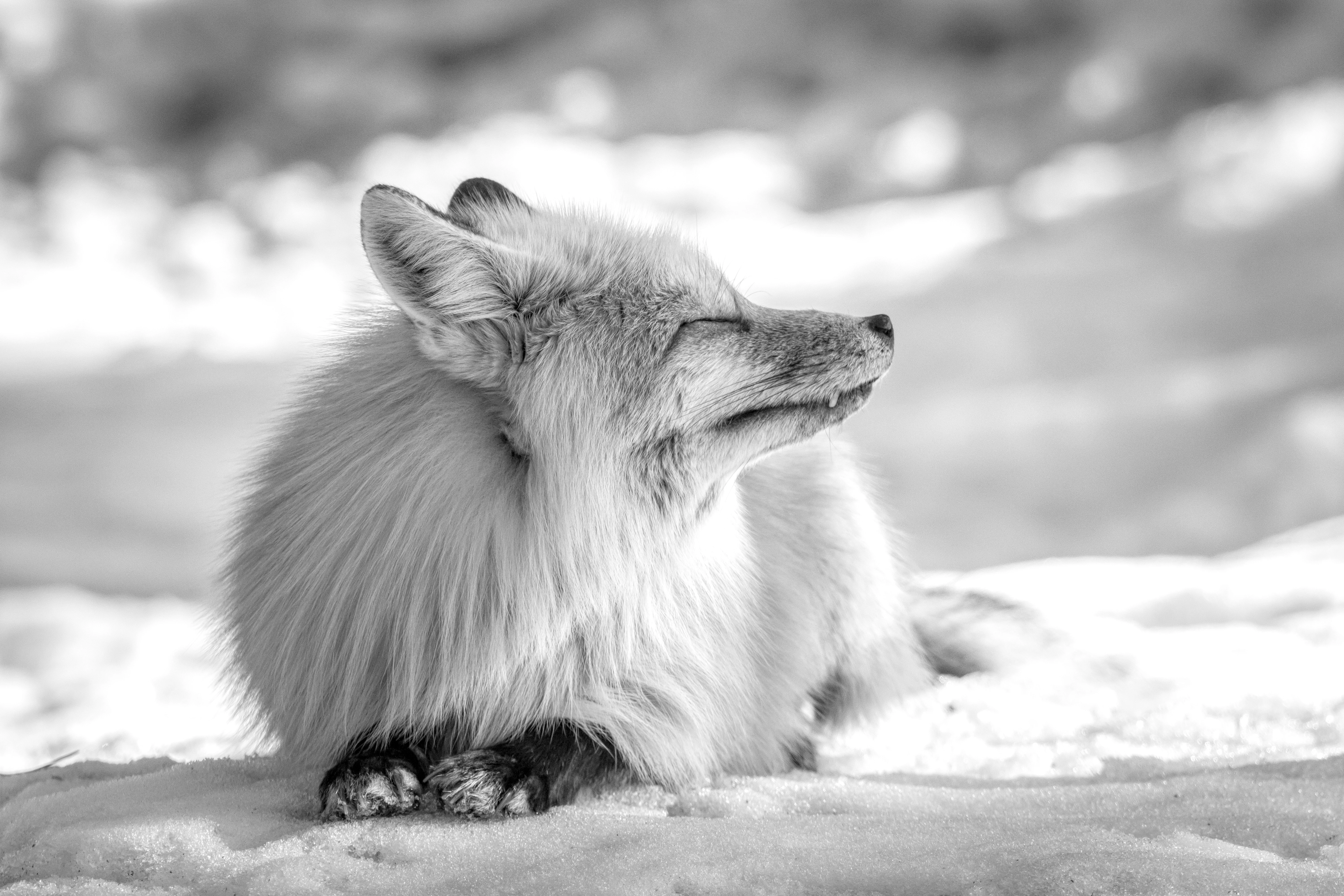 Red Fox in Spring