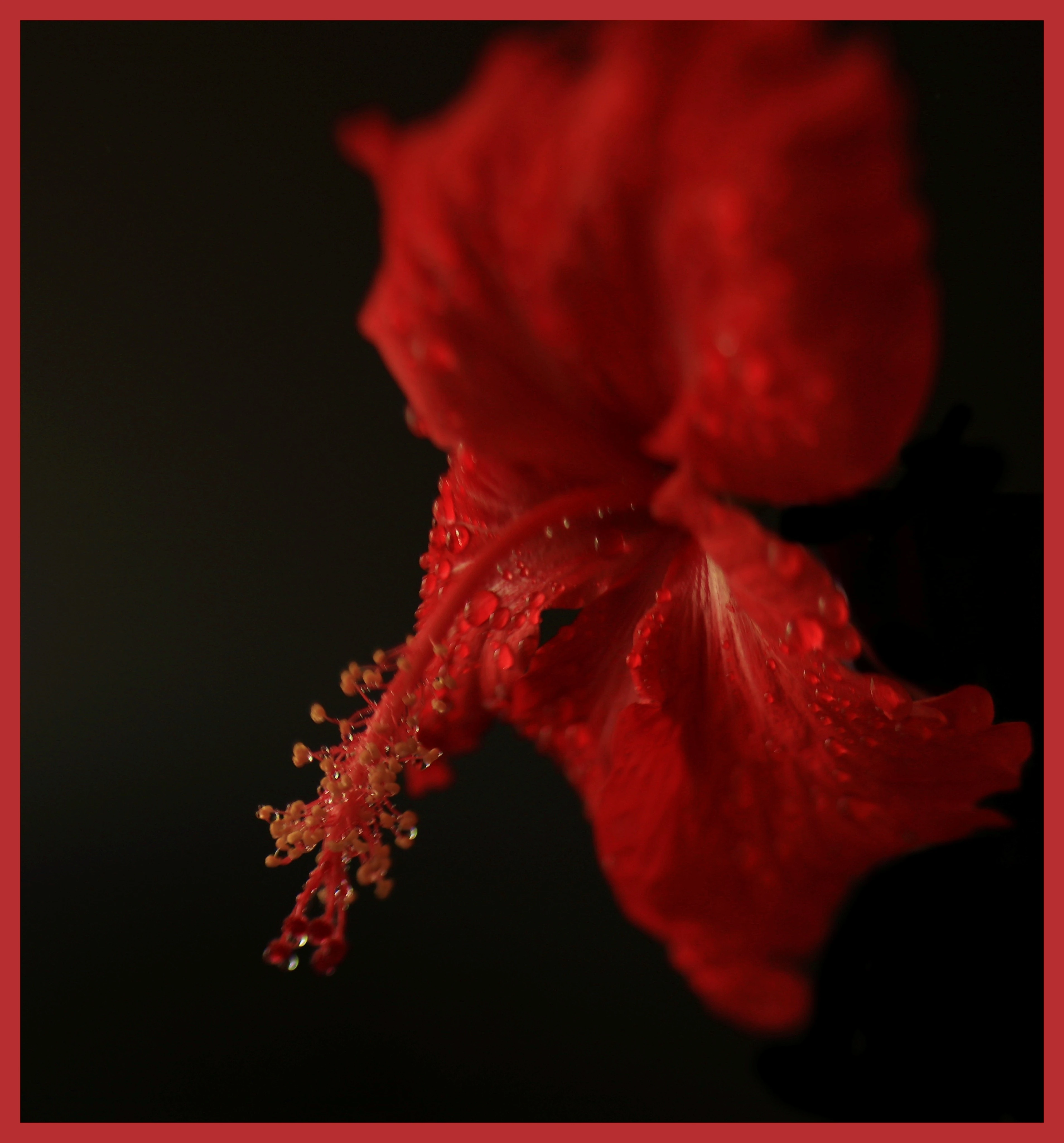Red Hisbiscus