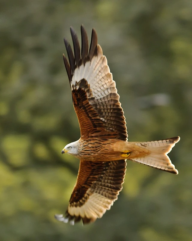 Red Kite
