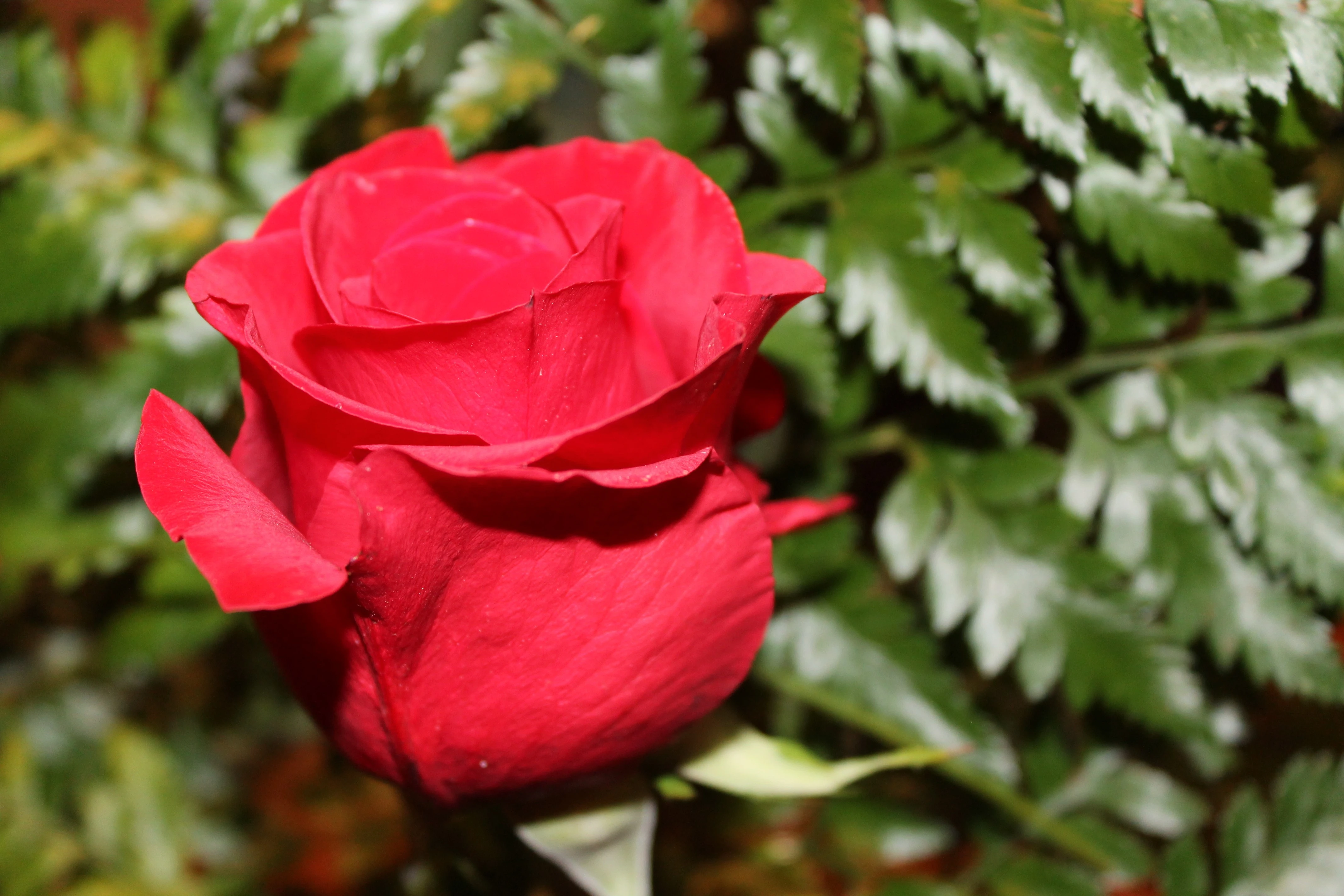 red rose