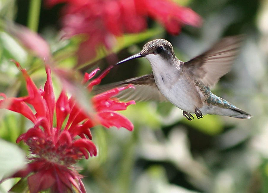 Red throated hummingbird