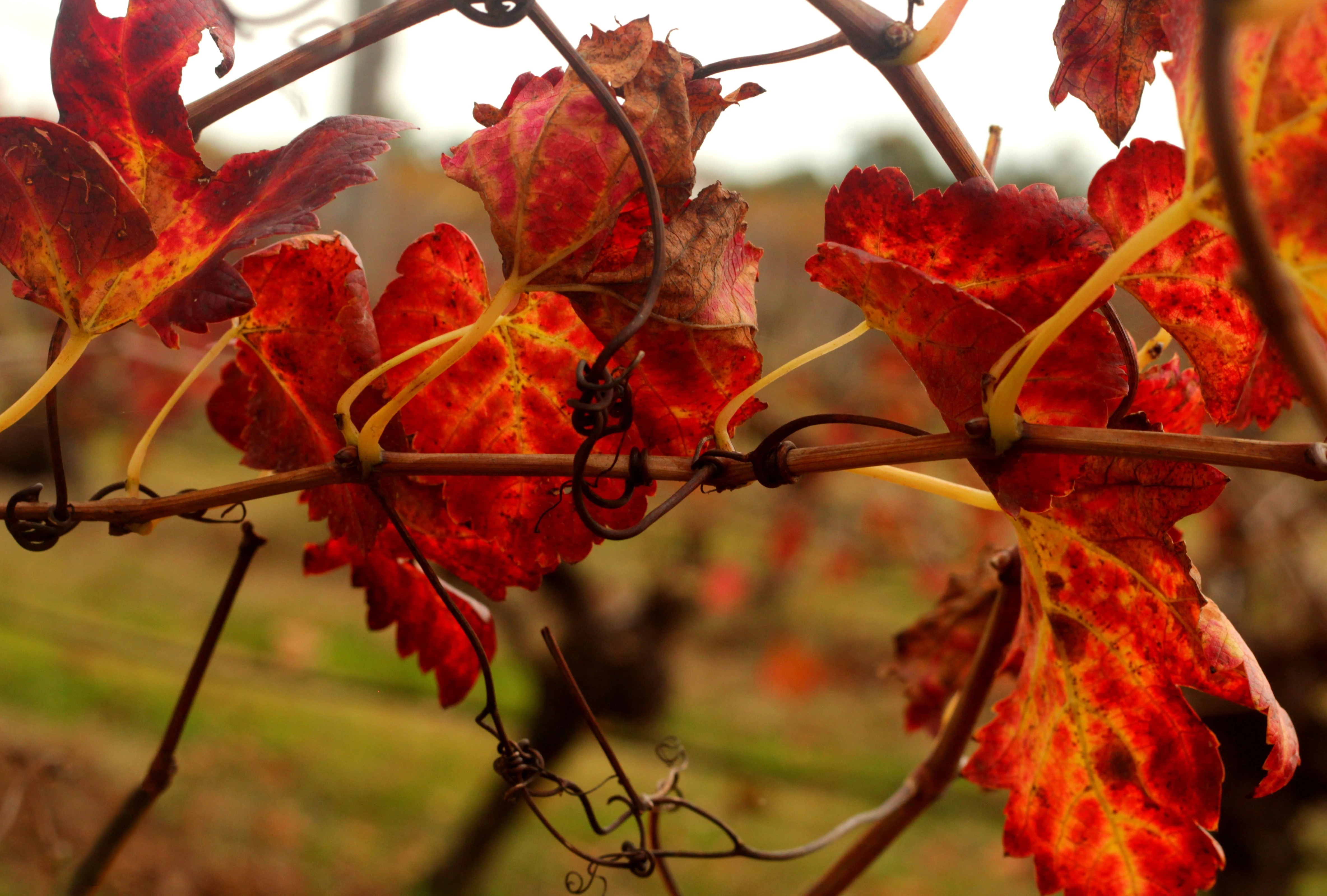 Red Vine Leaves Swan Valley