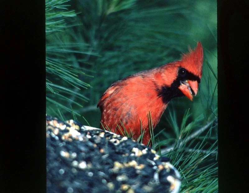 RED_BIRD