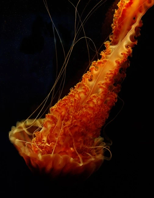 Red_Jelly_small
