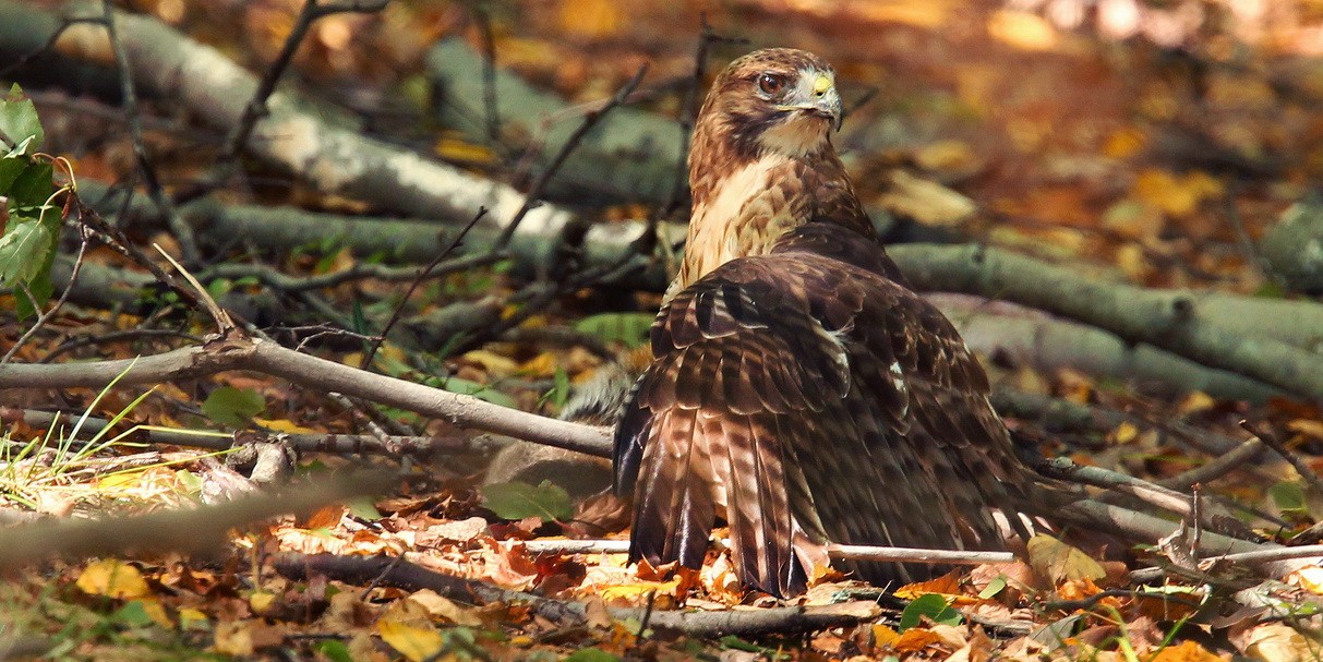 Red_Tail_Hawk_on_Catchresize