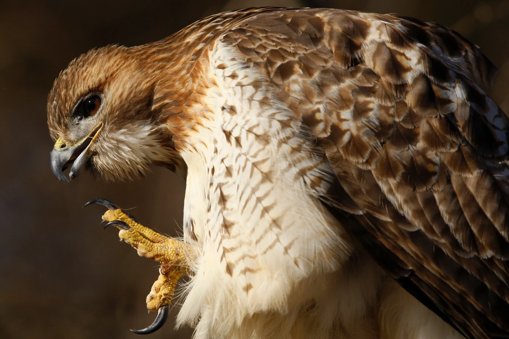 red_tail_hawkresize