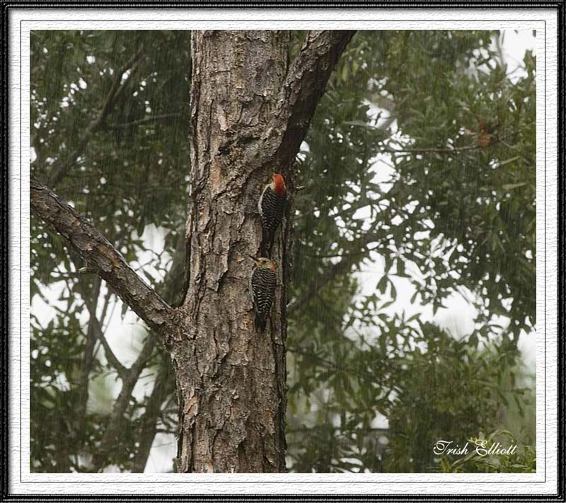 RedBellied Woodpeckers