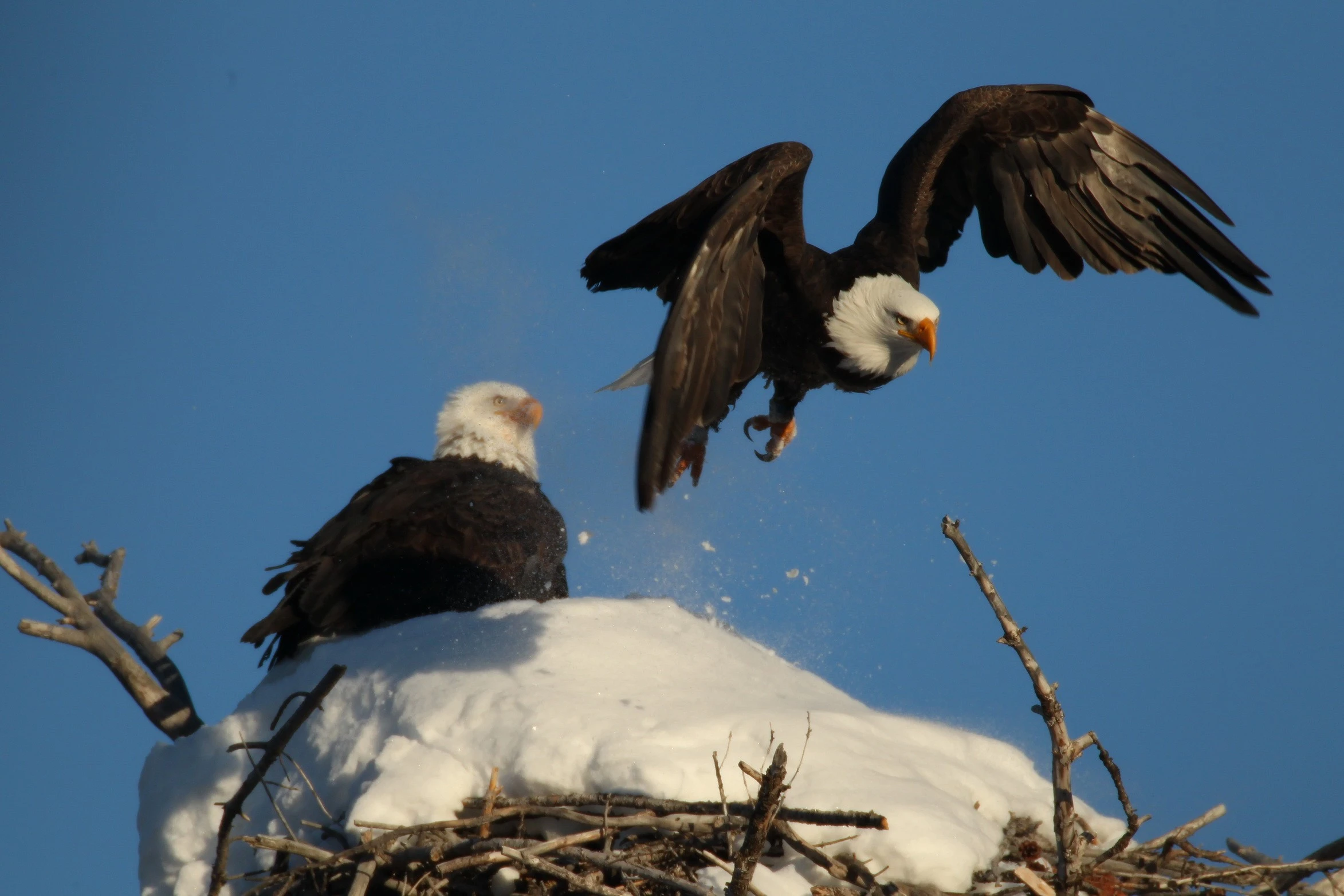 resize_Eagles