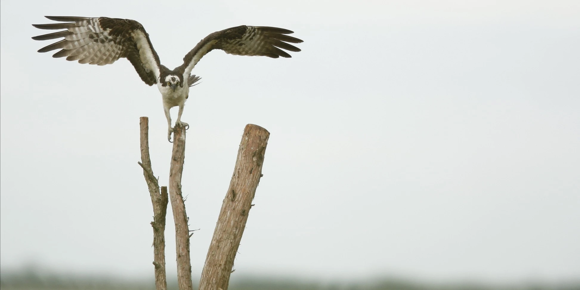 resize_Z2B1356