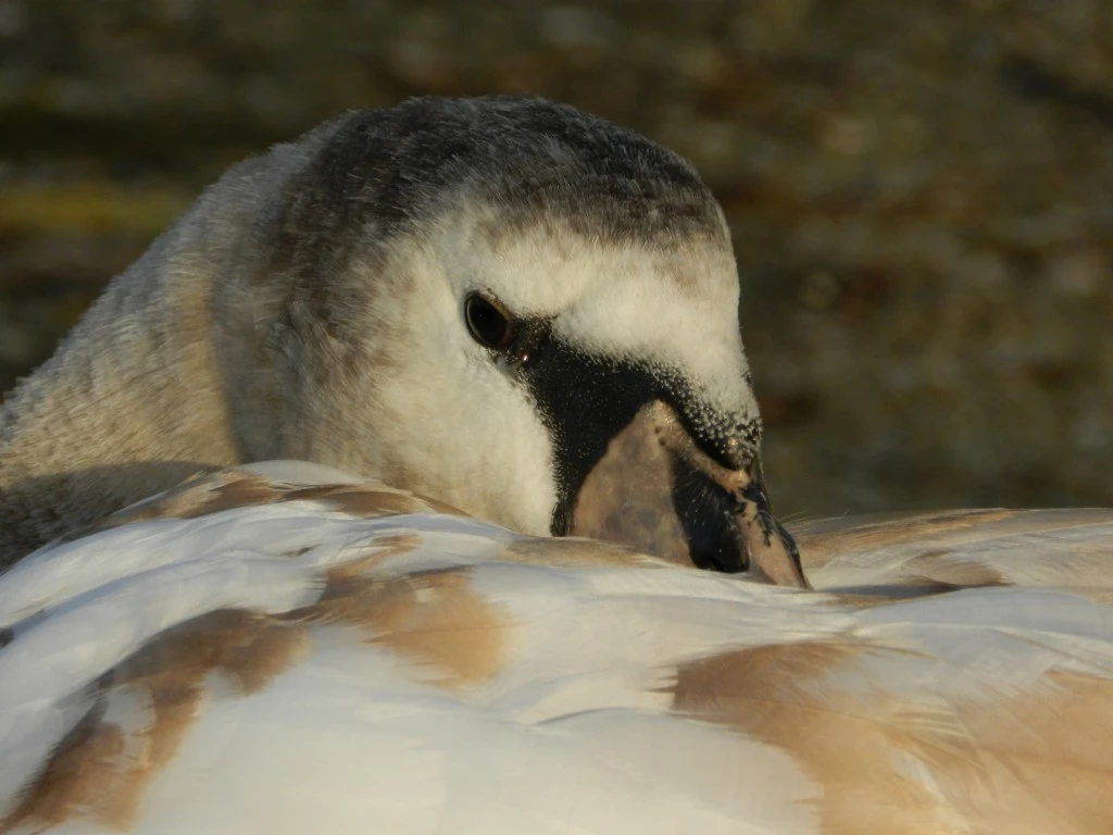 Resting Swan