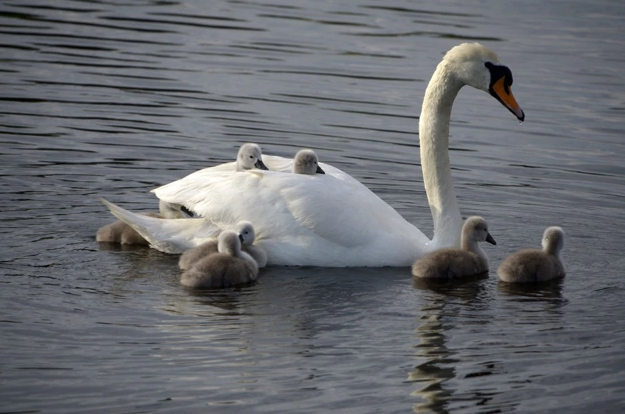 ride a white swan