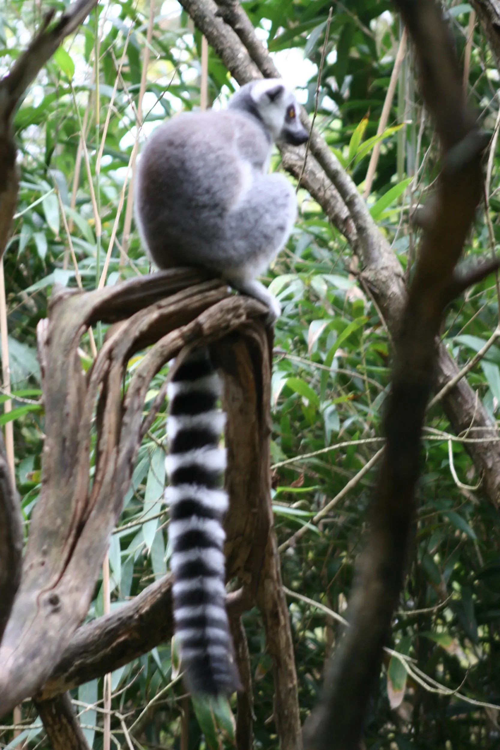 Ring-Tailed Lemur