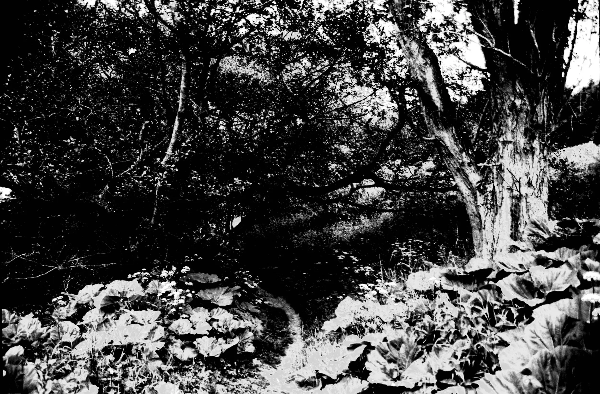 River Walk