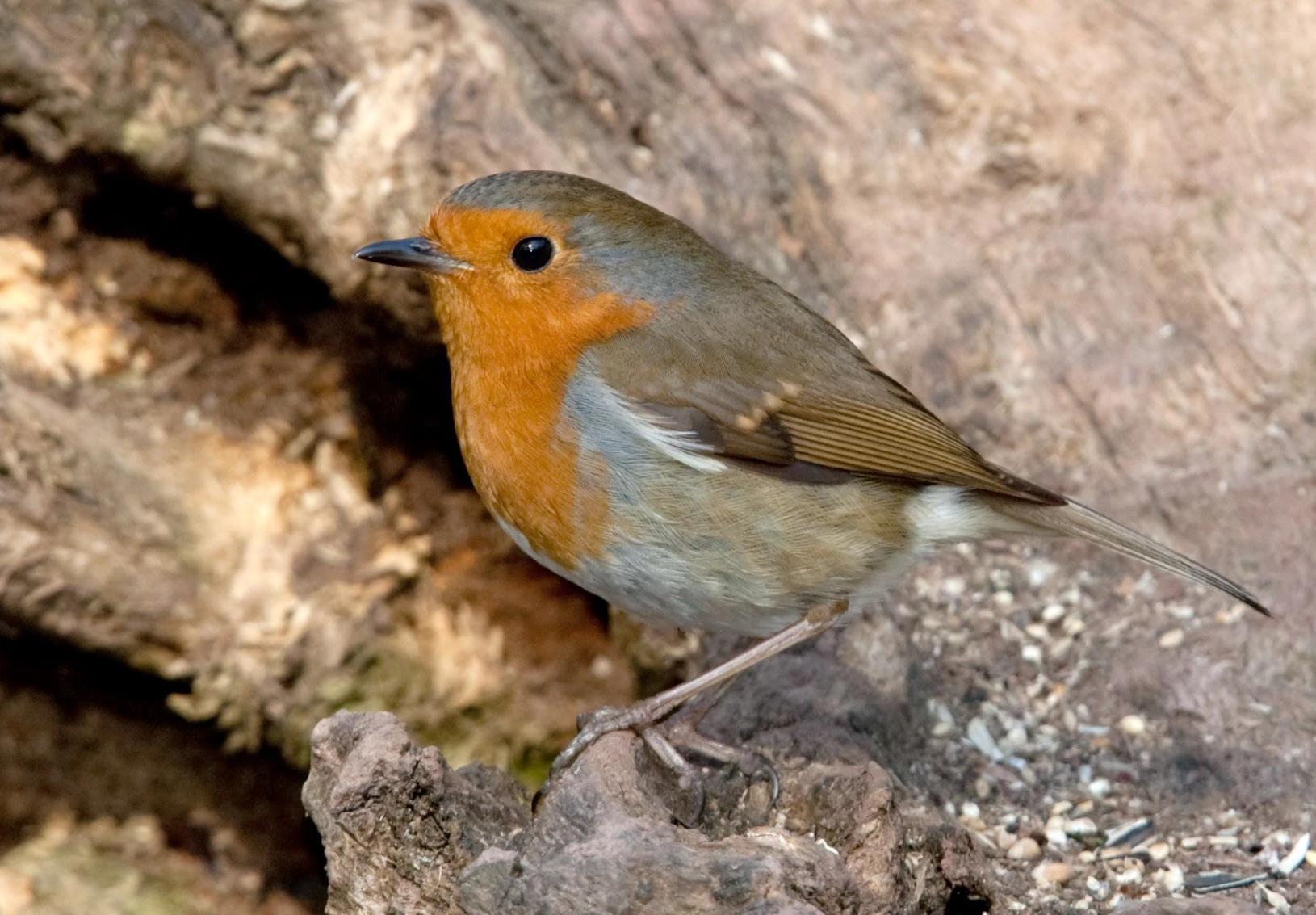 Robin in March
