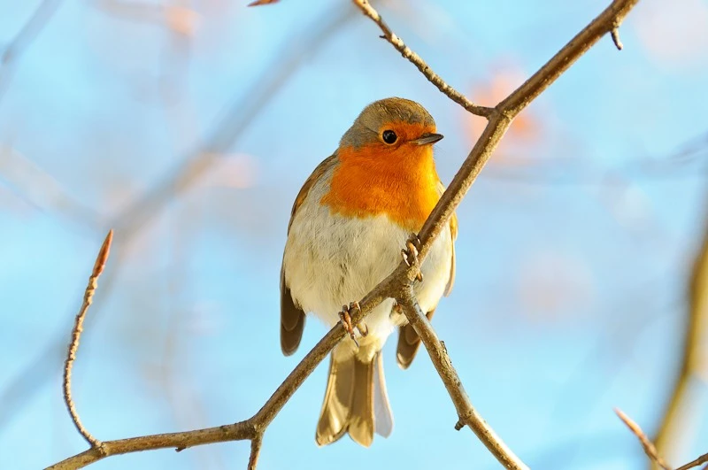 Robin