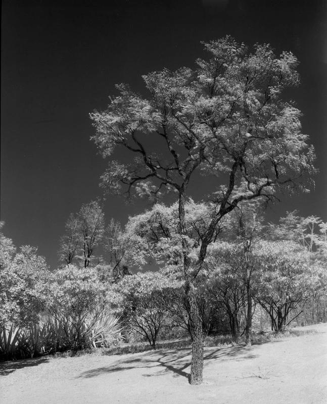 Rollei IR820 Experimental Roll