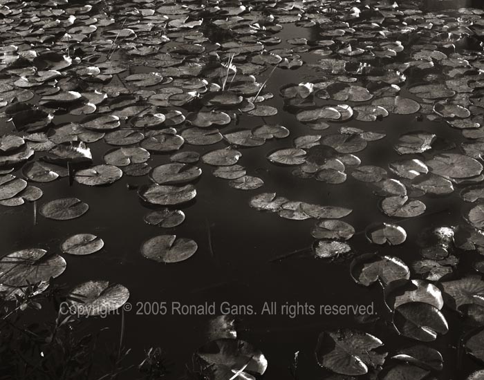 Ronald Gans Photography.com