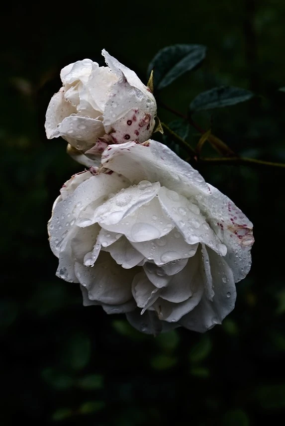 Roses in the Rain