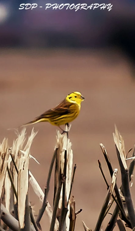 rsz_1yellowhammer