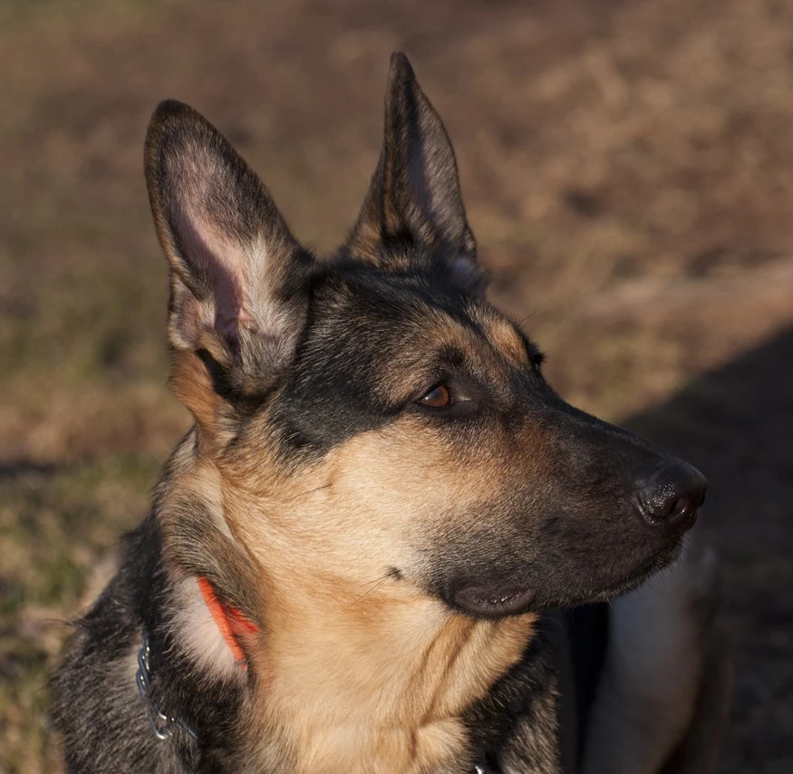 Ruger Again