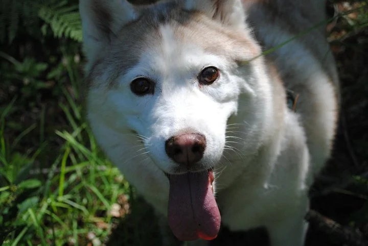 sadie