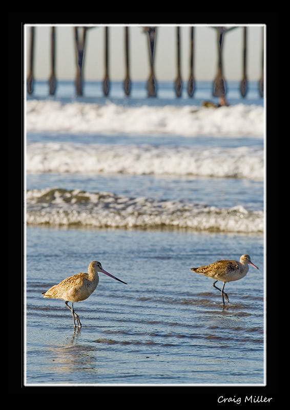 Sand Pipers