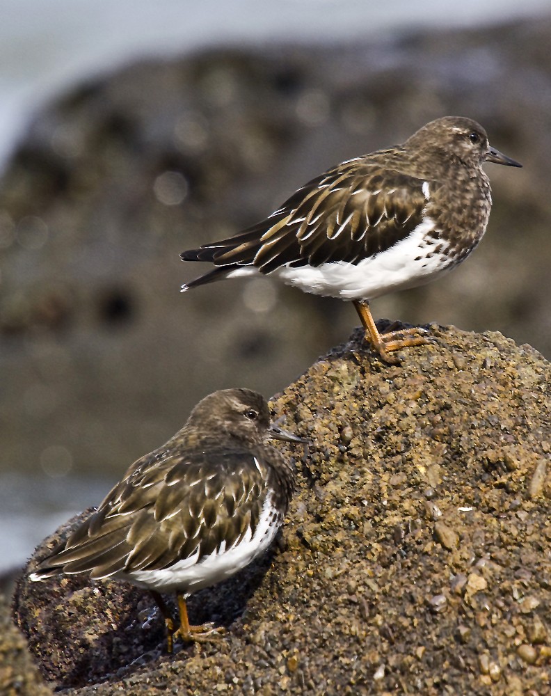 sanderlings